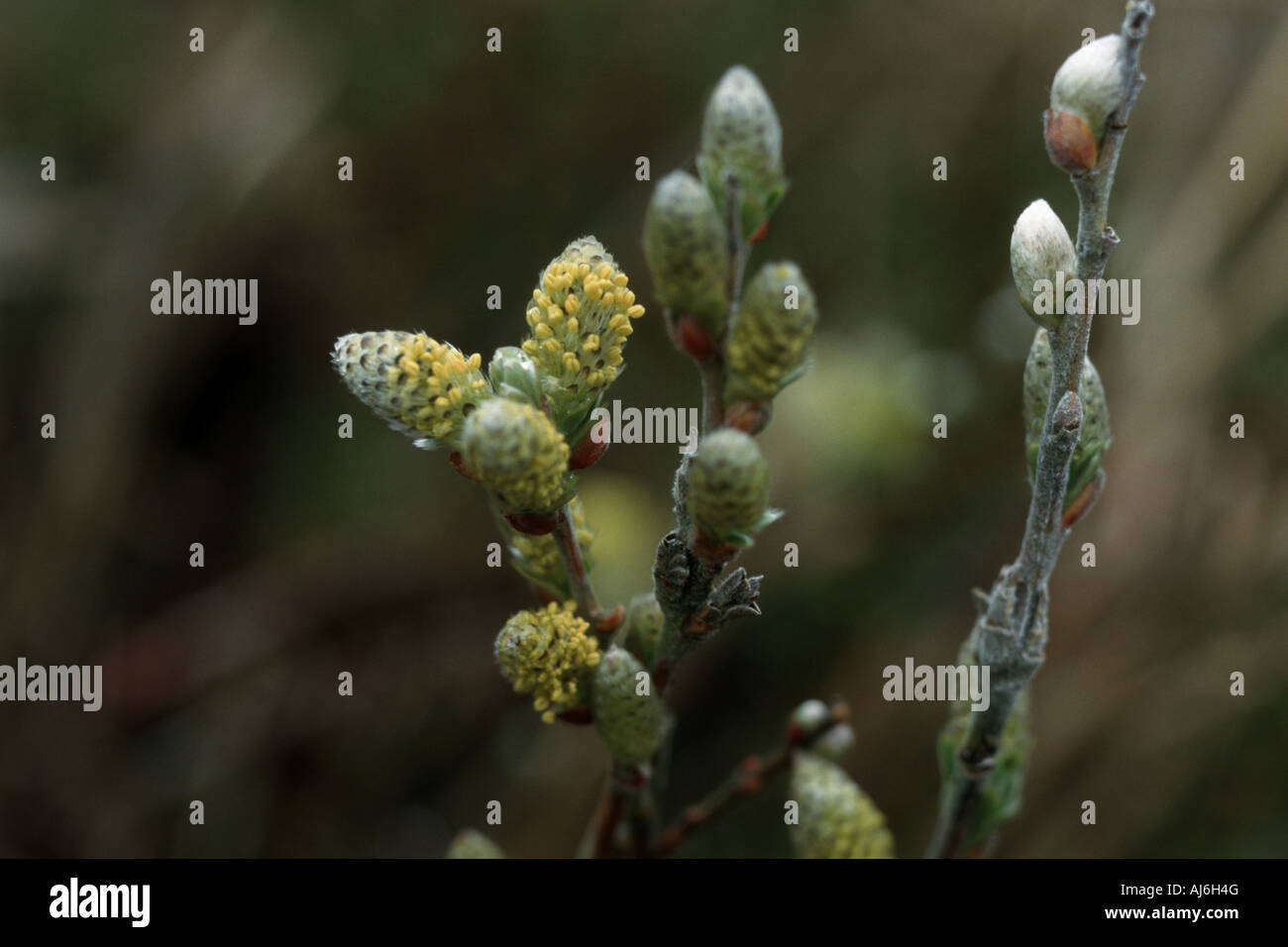 schleichende Weide (Salix Repens), junge Kätzchen Stockfoto