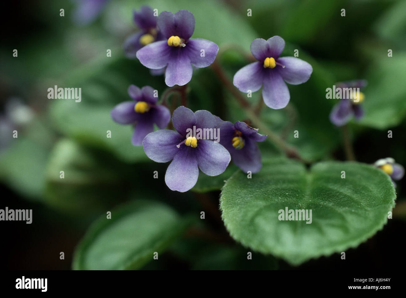 African Violet (Saintpaulia Orbicularis), blühen Stockfoto