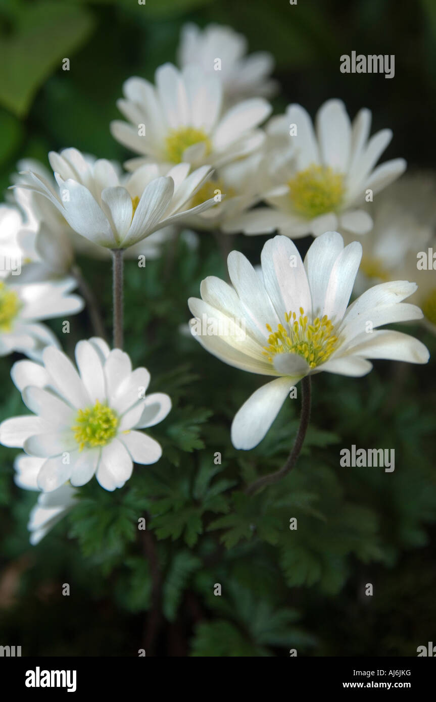 Anemone Blanda "Weiße Pracht" Stockfoto