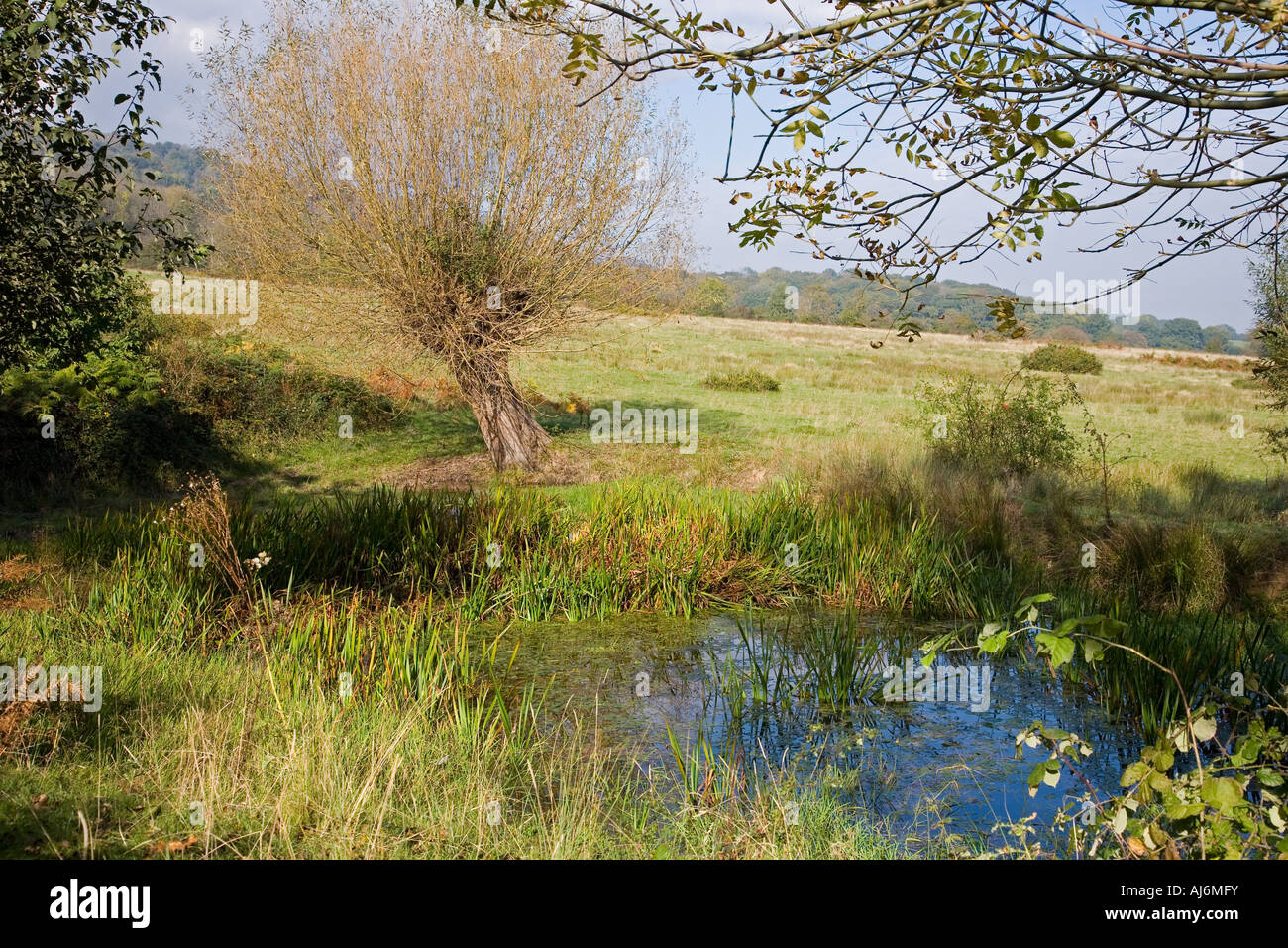 Willow und Teich auf Castlemorton Common, Malvern, Worcestershire, UK Stockfoto