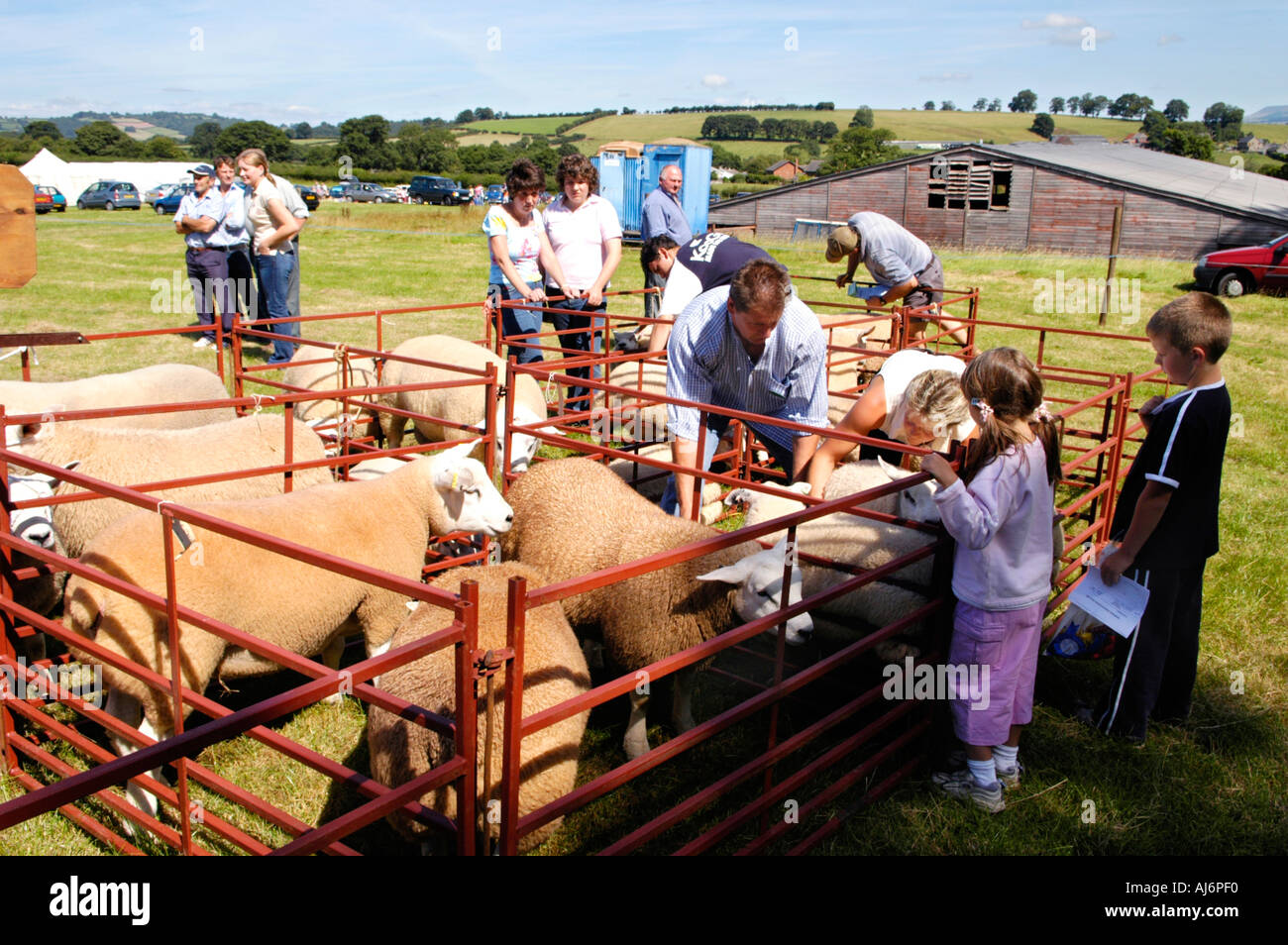 Schafe am Llanfihangel Talyllyn Agricultural Show in der Nähe von Brecon Powys Wales UK GB zu urteilen Stockfoto