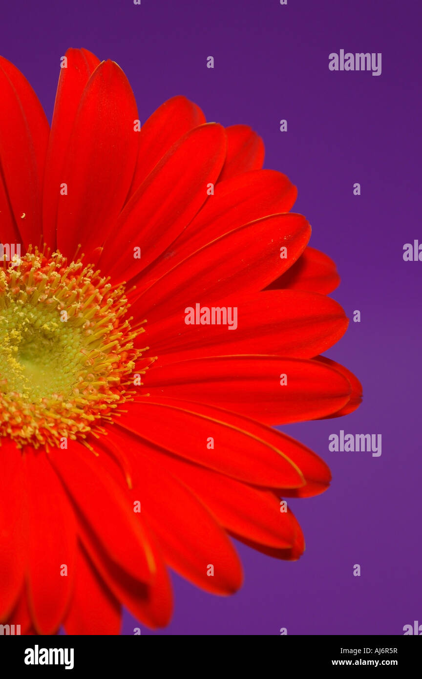 Rote Gerbera auf lila Hintergrund. Stockfoto