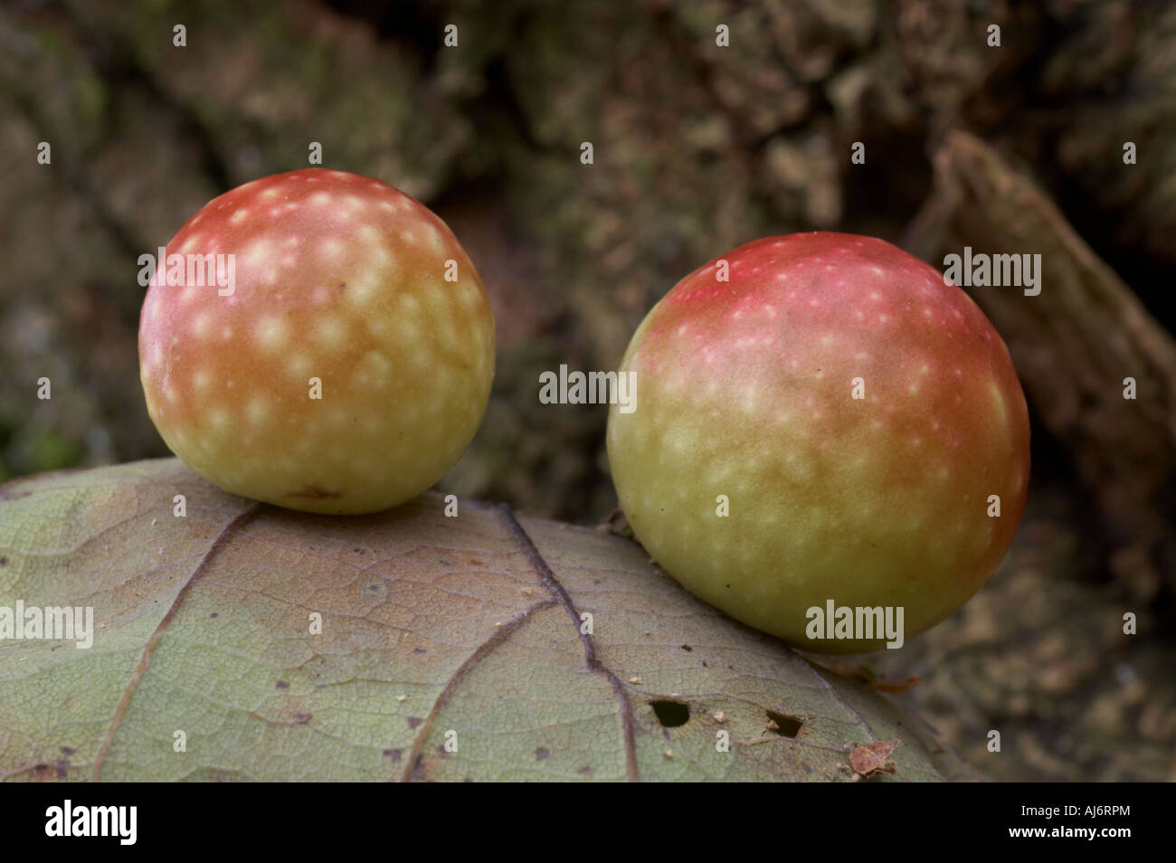 Kirsche Gall - Cynips quercusfolii Stockfoto