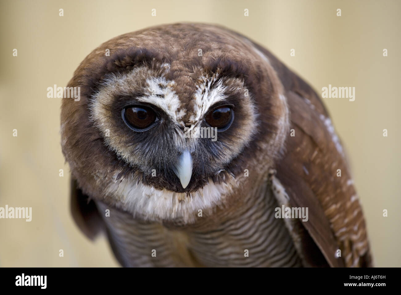 Braun Holz Eule Strix leptogrammica Stockfoto