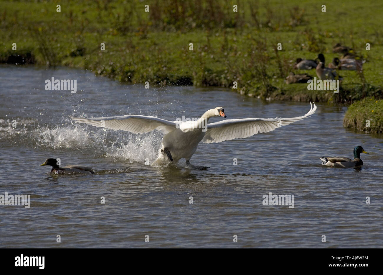 Höckerschwan Cygnus Solar ausziehen Stockfoto