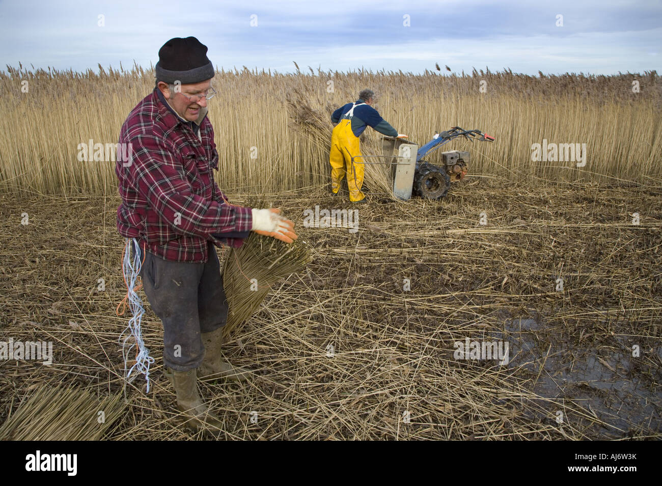 Schneiden Schilf für thatching auf Cley Sümpfen North Norfolk in mitten im Winter Stockfoto