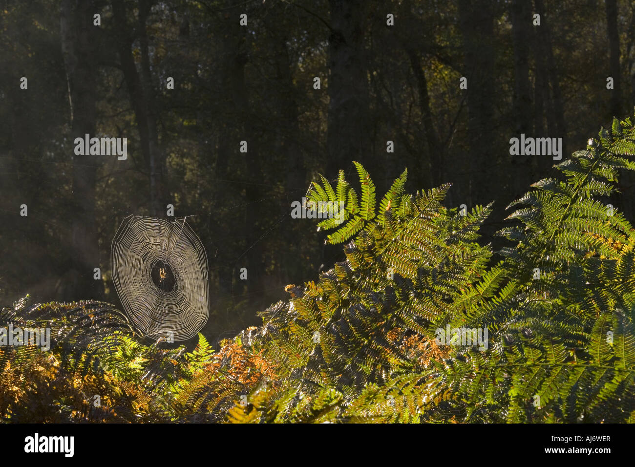 Tau-Tropfen Spinnen Web am sonnigen Herbstmorgen Stockfoto