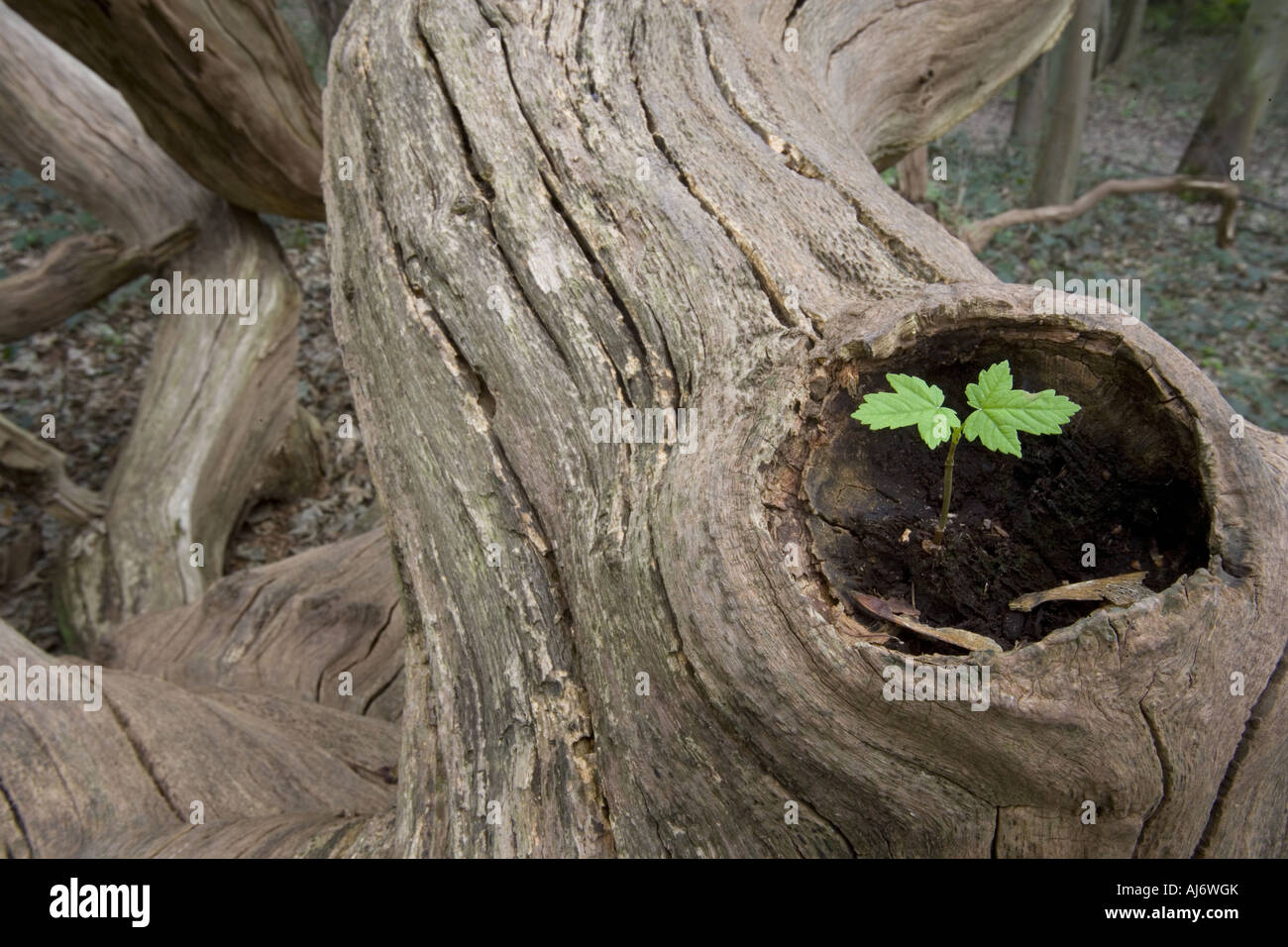 Bergahorn Acer Pseudoplatanus Sämling wächst in Eiche gefallen Stockfoto