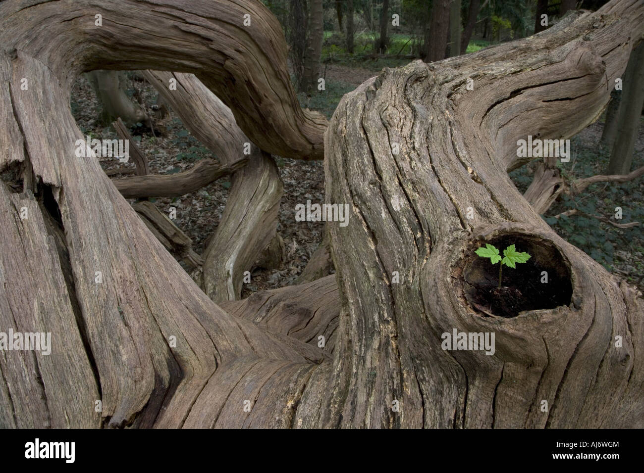 Bergahorn Acer Pseudoplatanus Sämling wächst in Eiche gefallen Stockfoto