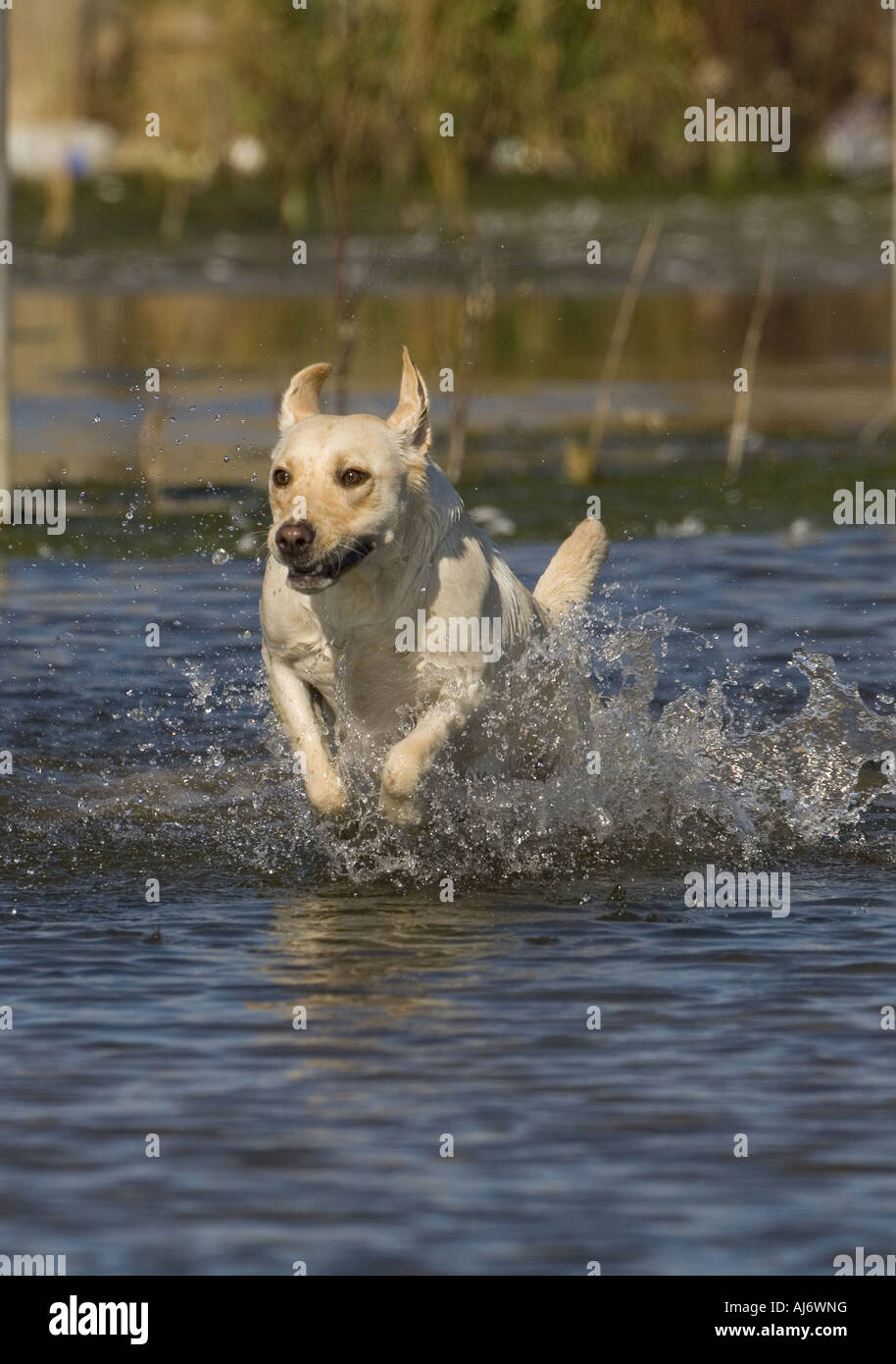 Gelber Labrador durch Fließwasser Stockfoto