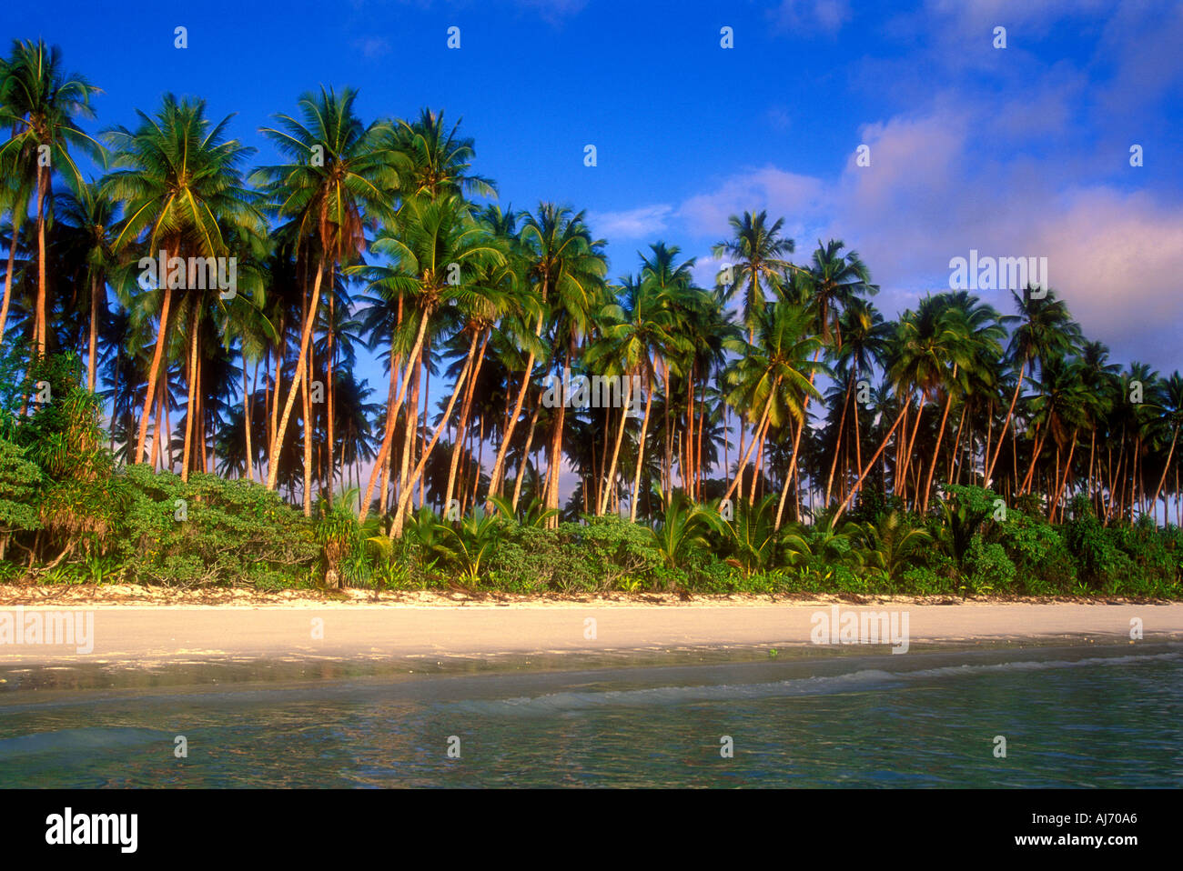Kokosnuss-Palmen entlang leeren tropischen Strand in der Kei Inseln Maluku Indonesien Südost-Asien Stockfoto