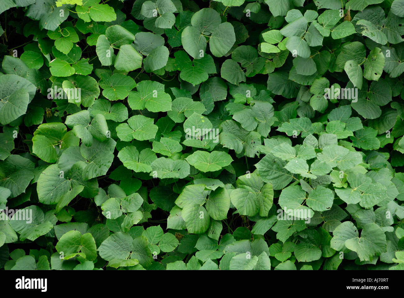 Kudzu Reben Stockfoto