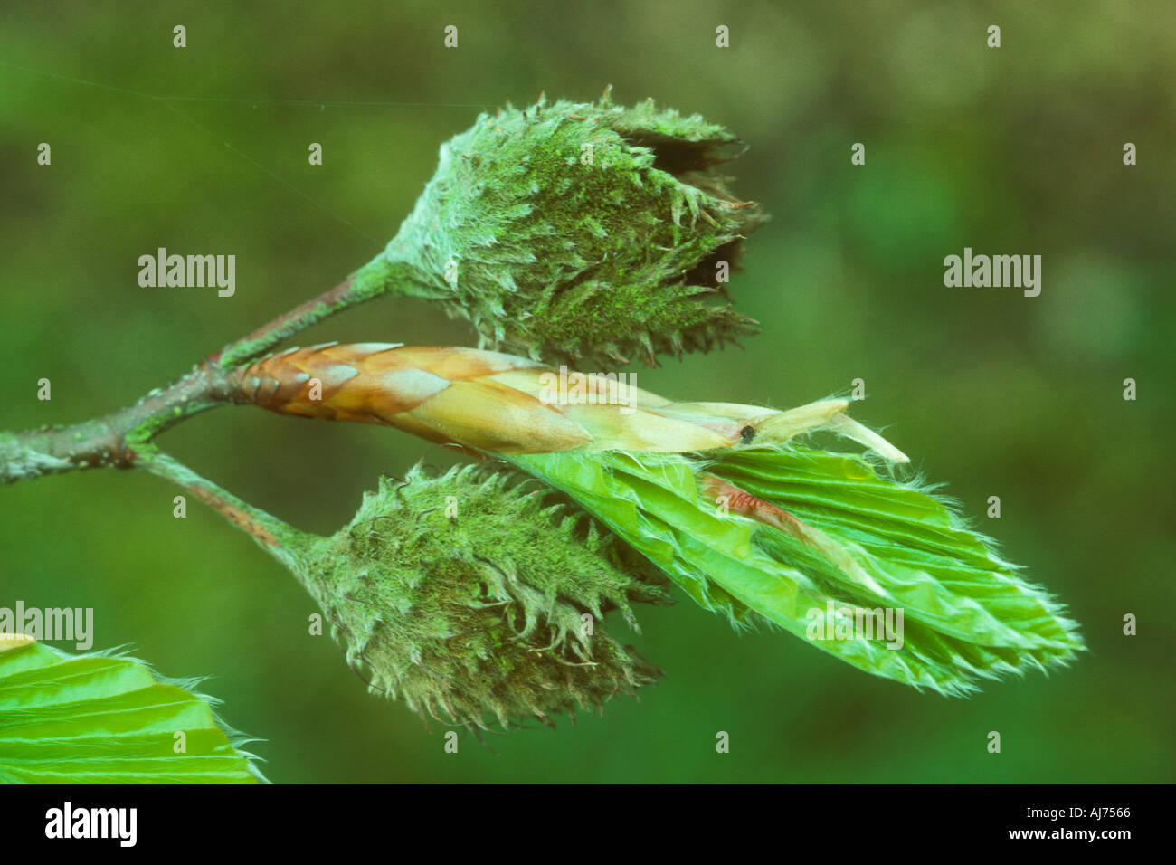 Alte Buche Masten auf Frühling Zweig als frische Blätter platzen Stockfoto