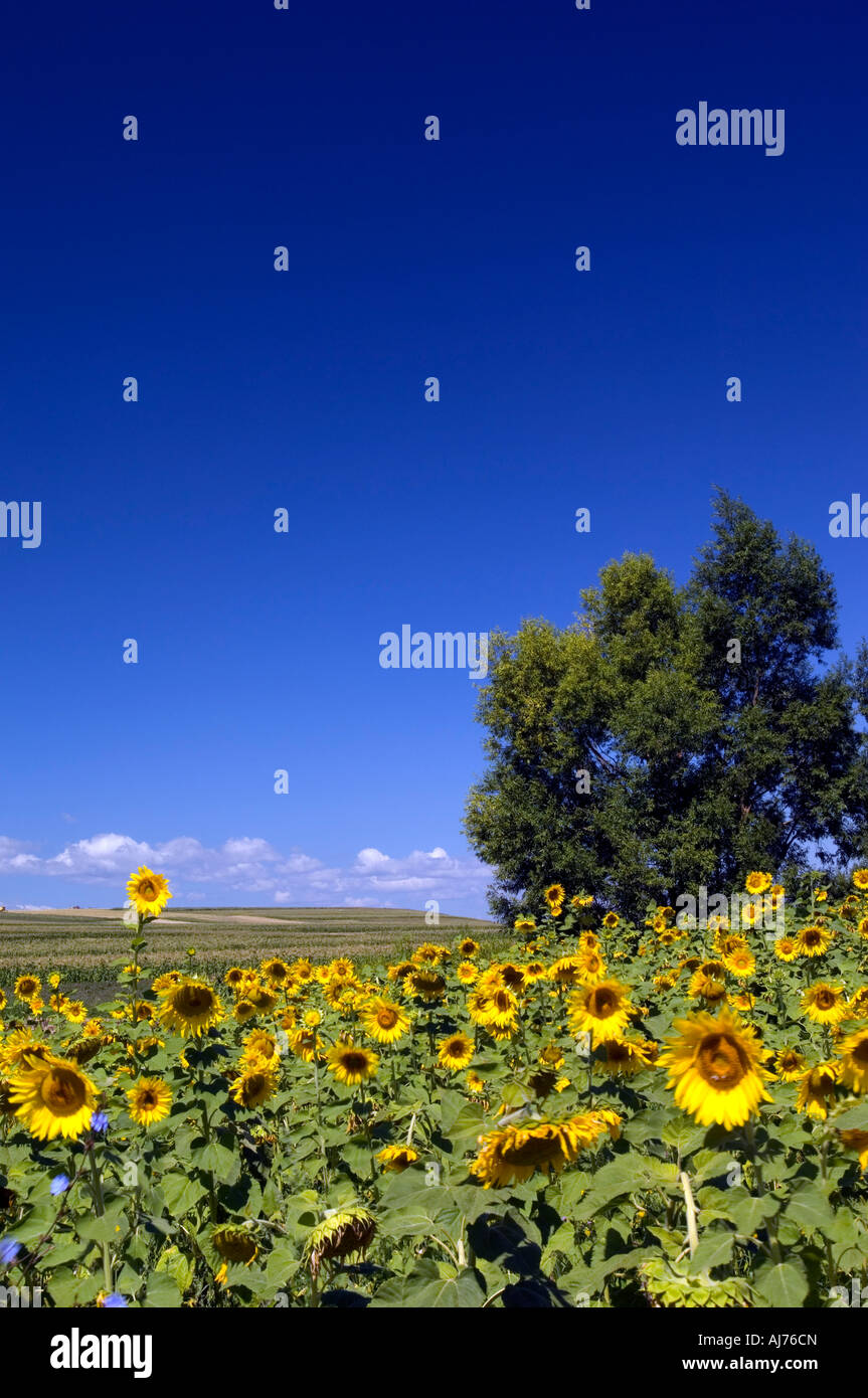 Sonnenblumenfeld und blauer Himmel, Moldavien, Rumänien Stockfoto