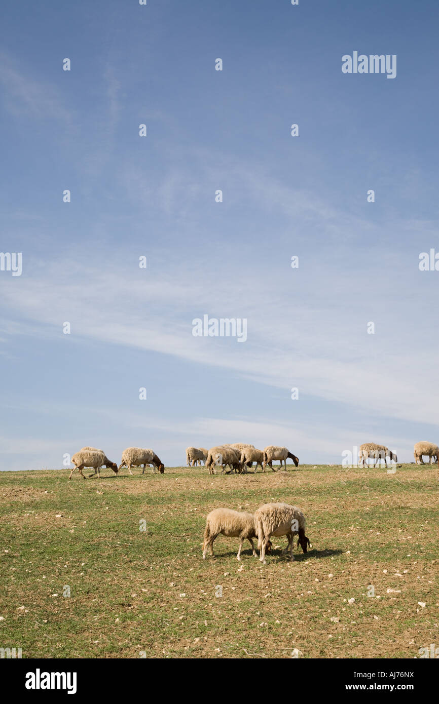 Schafe-Sizilien-Italien Stockfoto