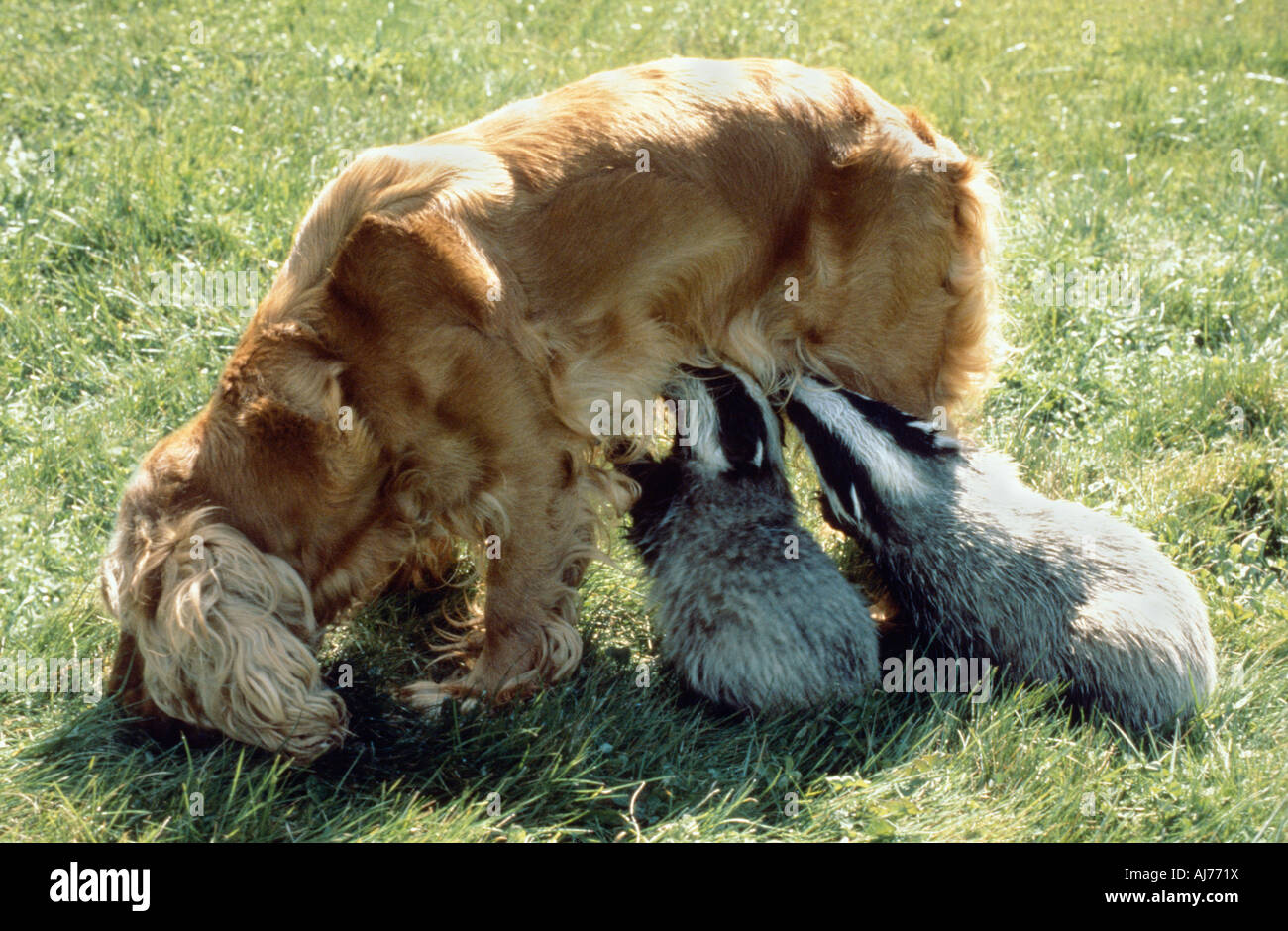 English Cocker Spaniel Hund füttern junger Dachs Blaireau d Europa Stockfoto