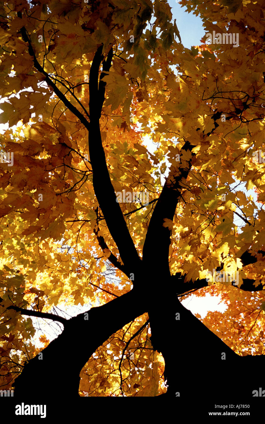 Ahornbaum im Herbst Farben mit Silhouette Stamm Stockfoto