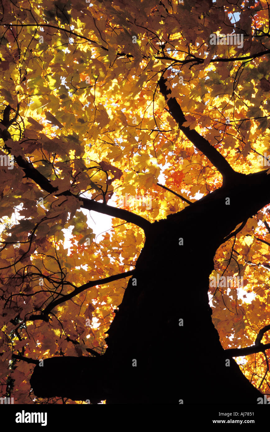 Ahornbaum in Herbstfarben und Silhouette Stamm Stockfoto