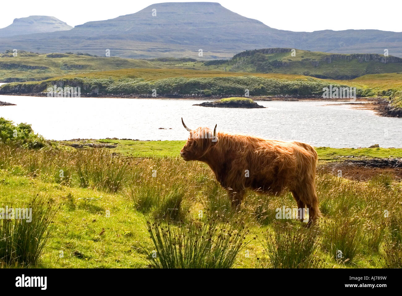 Einsamen Highland Kuh auf einer Weide durch ein Loch in der Nähe von Dunvegan Castle, Isle Of Skye, Schottland Stockfoto