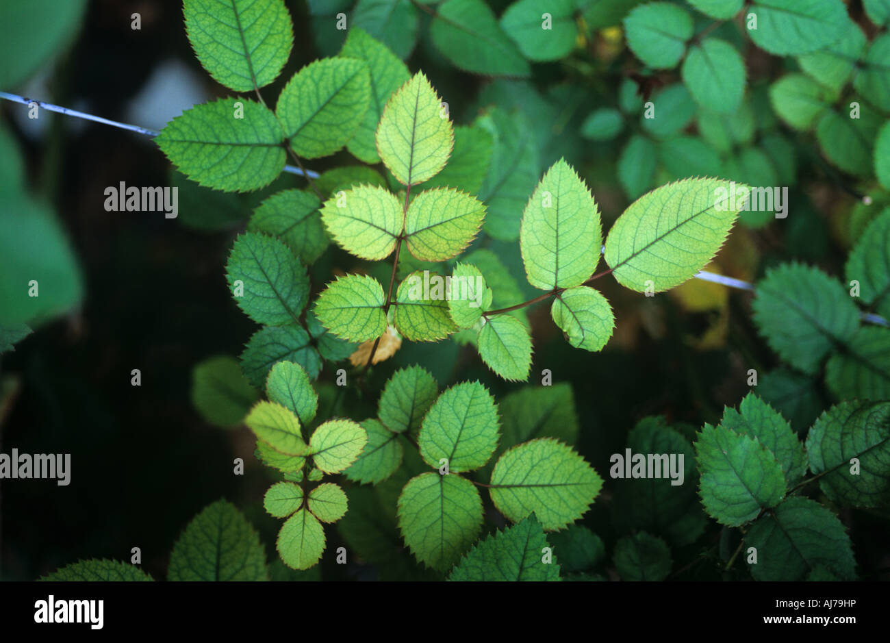 Stickstoff-Mangel Chlorosen auf Gewächshaus gewachsen rose Pflanze Blätter Stockfoto