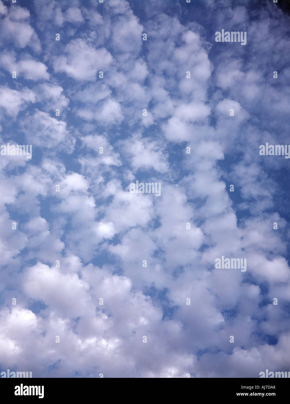 Himmel mit Altocumulus Floccus Wolkenbildung Stockfoto