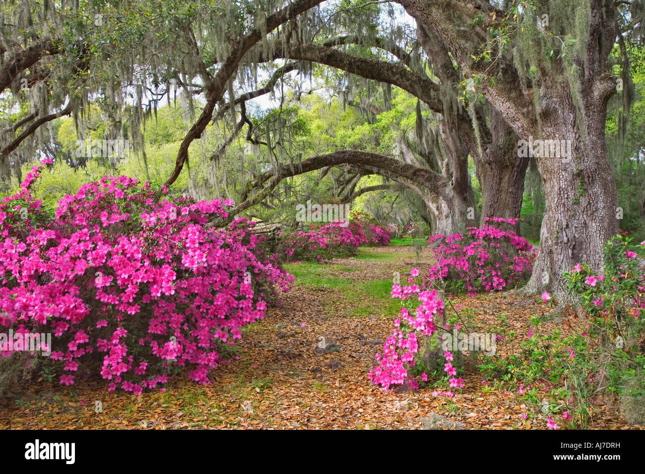 Eichen und bunten Azaleen auf Magnolia Plantation in Charleston, South Carolina. Stockfoto