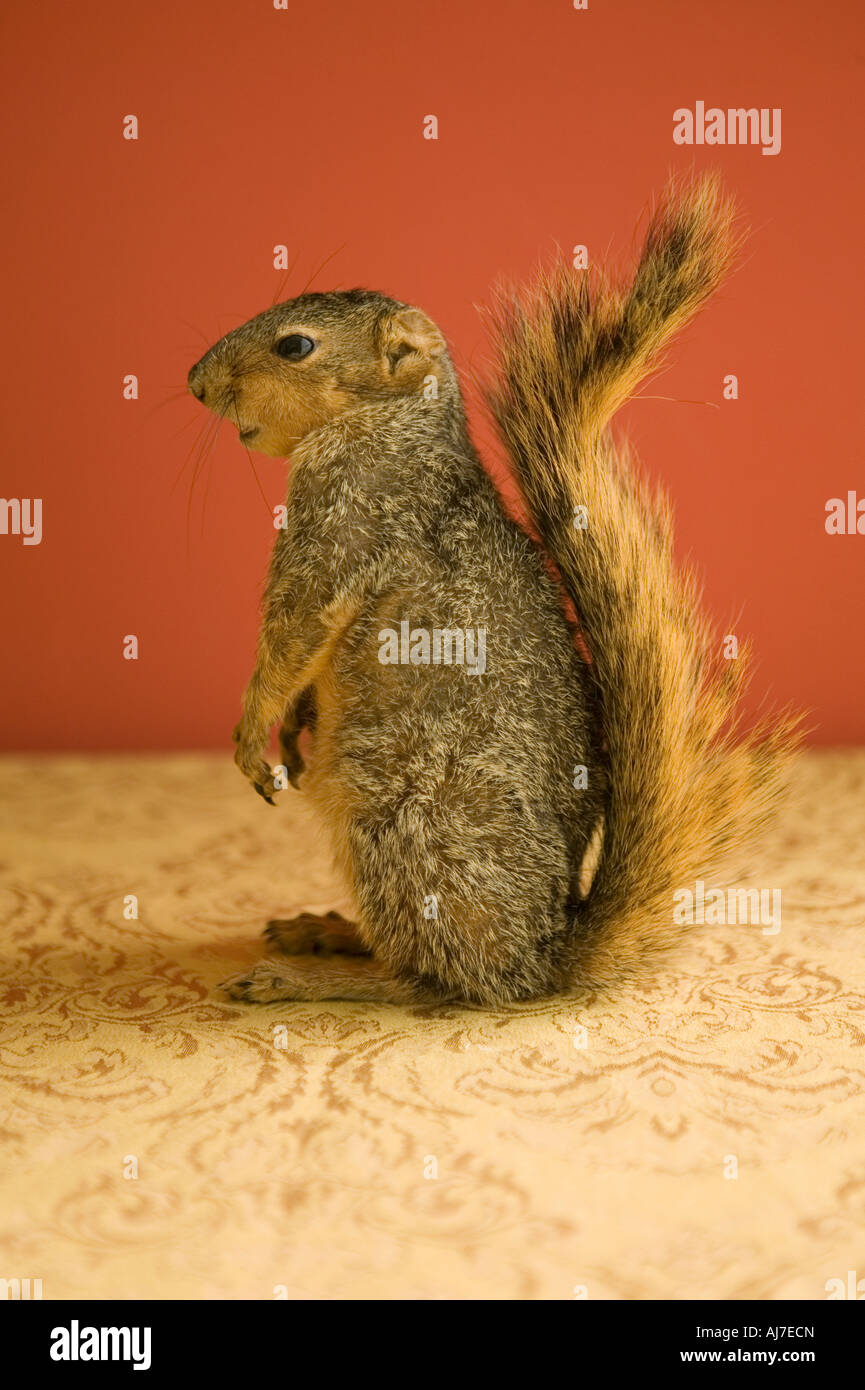 Porträt eines Eichhörnchens mit Schweif oben stehend mit orange roten Hintergrund Stockfoto