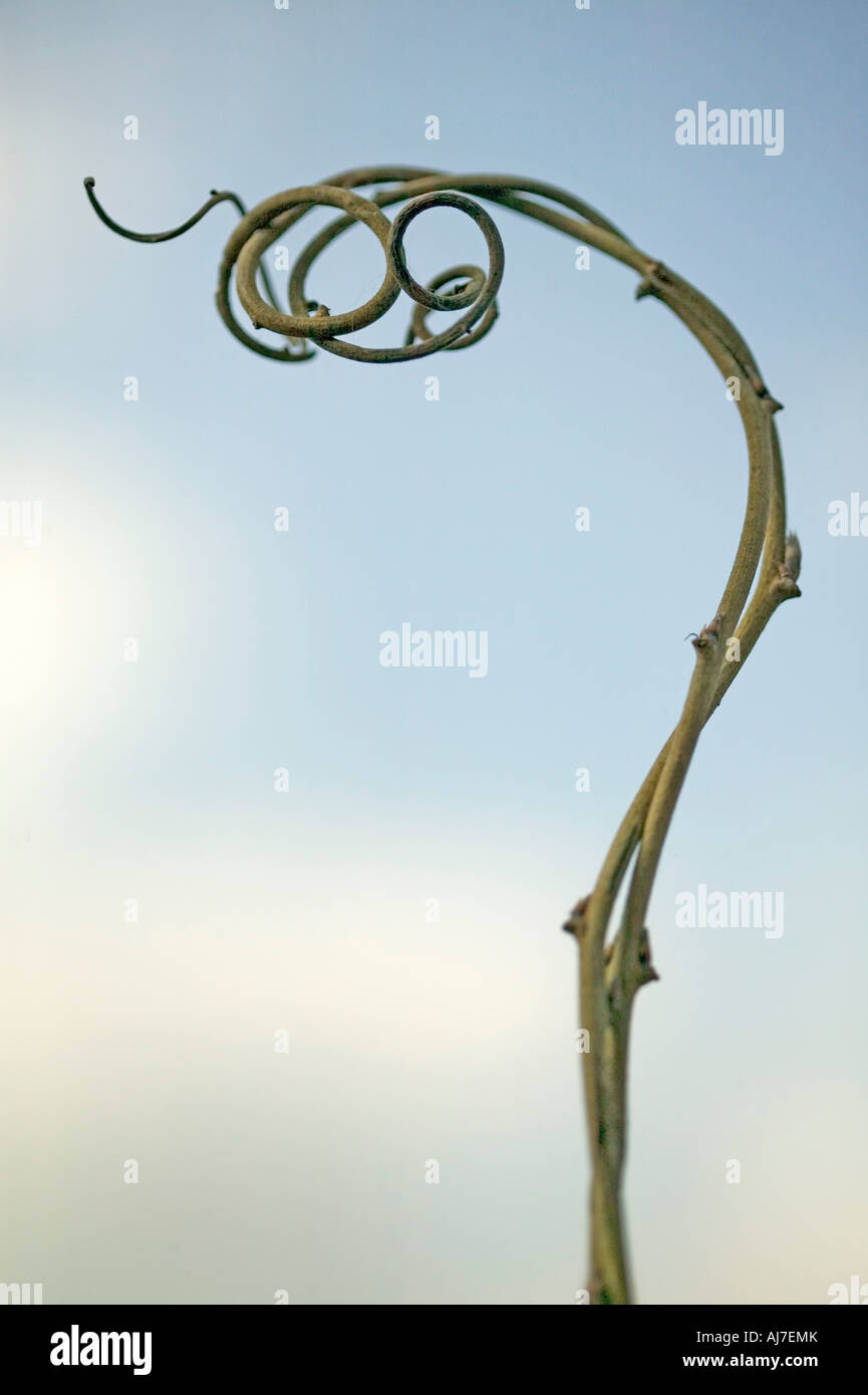 einfachen geschweiften Zweig mit Himmel im Hintergrund Stockfoto