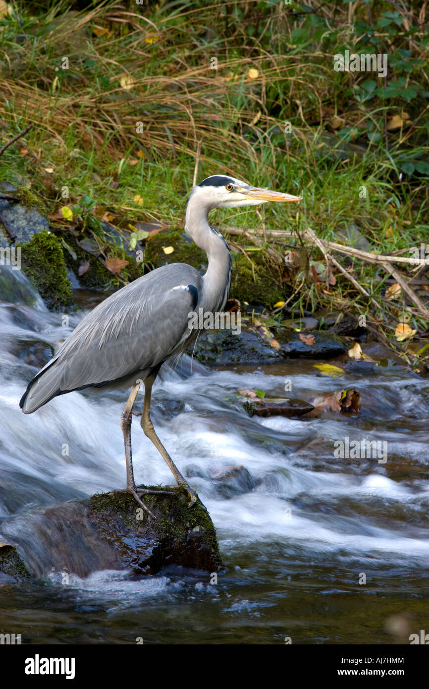 Graureiher Fischen im Fluss Stockfoto