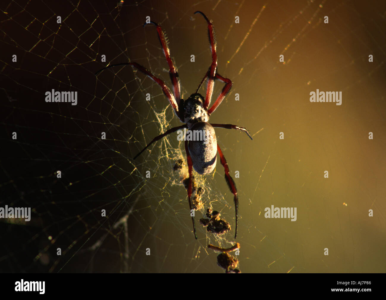 Golden Orb Spider, Australien Stockfoto
