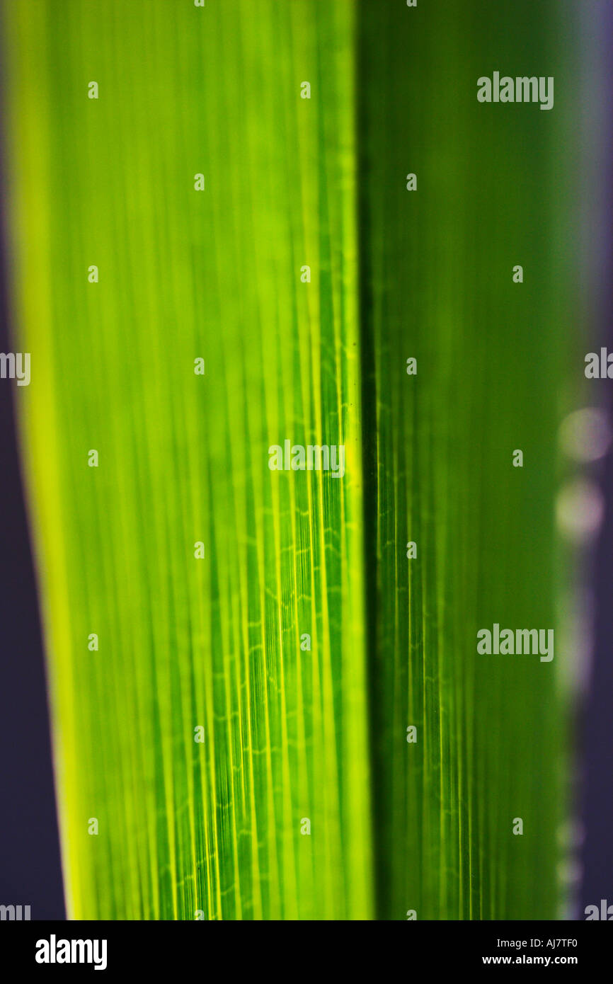 Detail der Palme Stockfoto