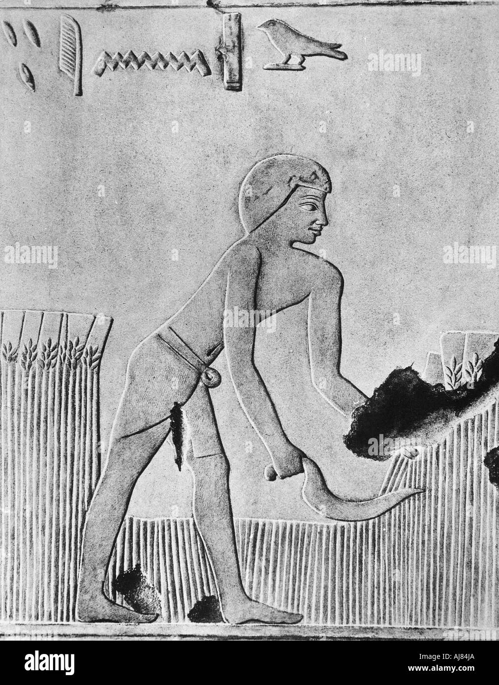 Man Ernte von Gerste mit einer Sichel, wahrscheinlich aus Holz mit Kieselstein, Alten Ägyptischen, c 240 v. Chr.. Artist: Unbekannt Stockfoto