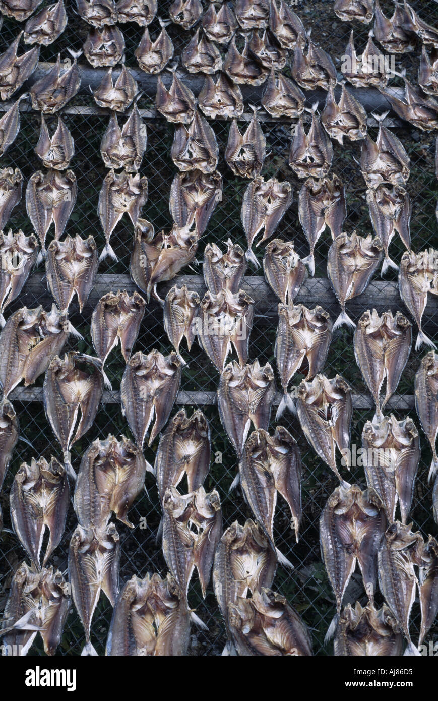 Detail der Fische Trocknen auf Zaun in Buri Thailand Stockfoto