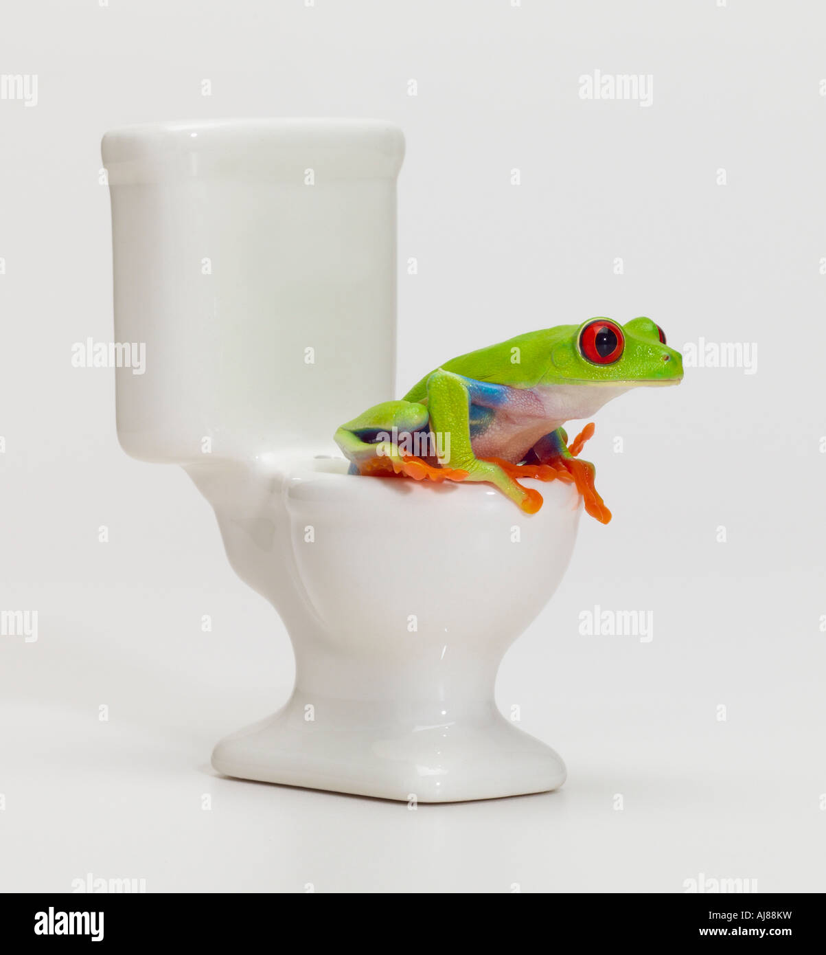 Frosch auf Toilette Stockfoto