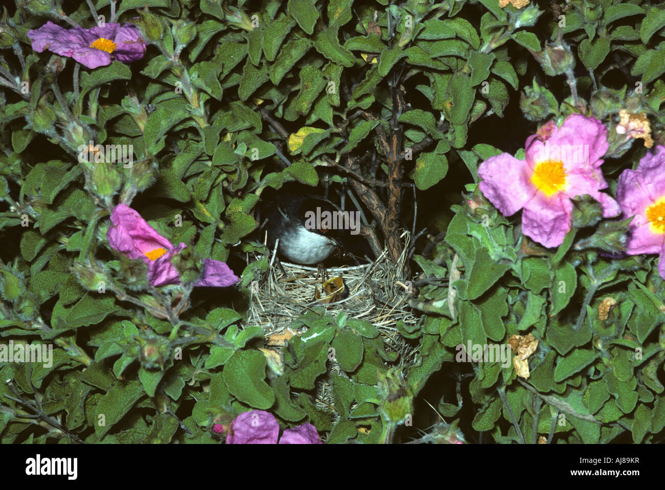Samtkopfgrasmücke (Sylvia Melanocephala), Männlich, am Nest, Isola del Giglio, Toskana, Italien Stockfoto