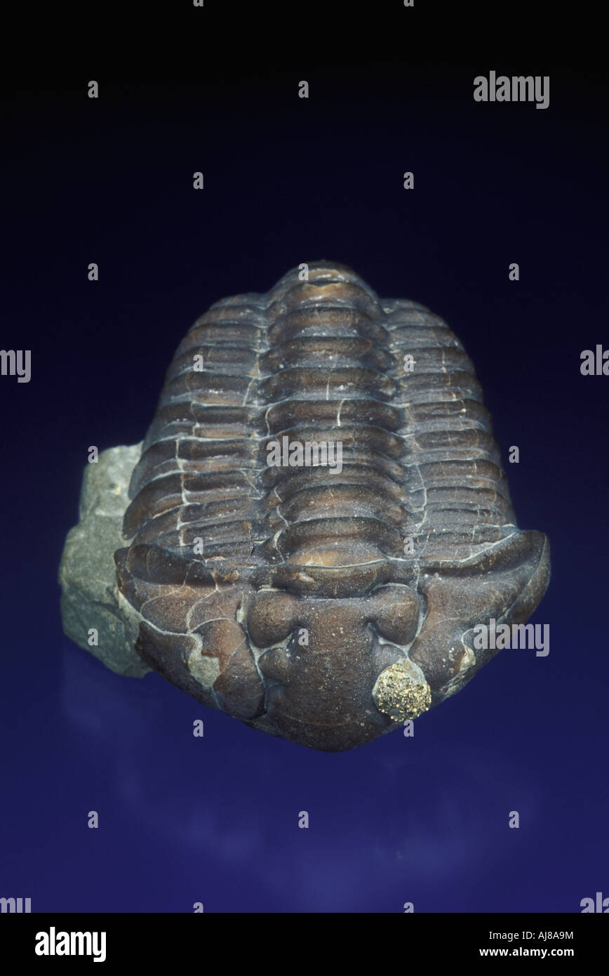 Fossilen Trilobiten Calymene celebra Stockfoto