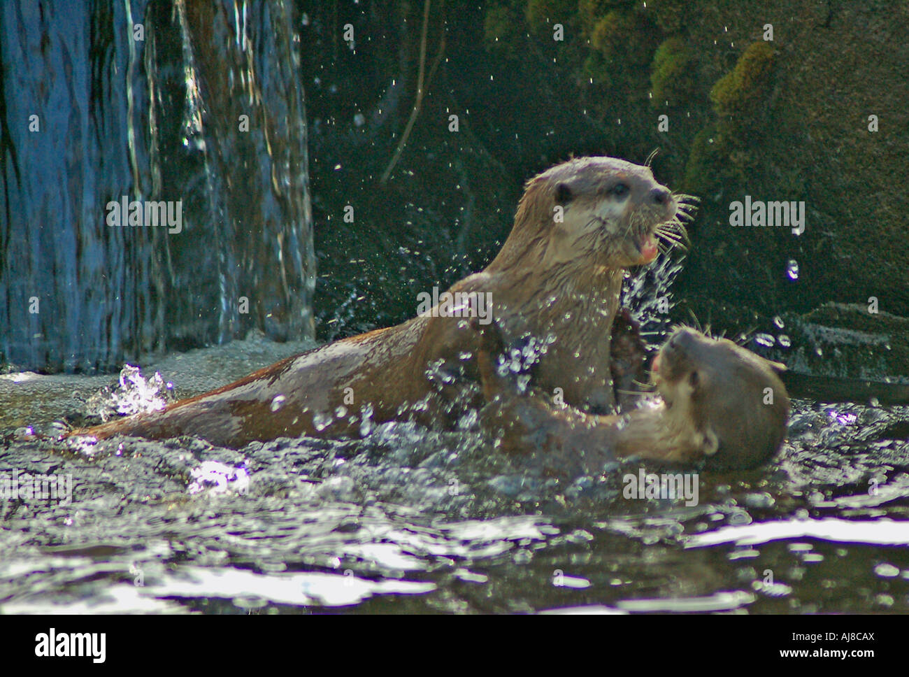 Otter spielen im Wasser Stockfoto