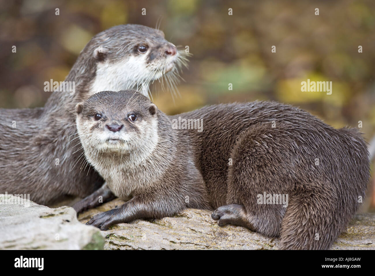Orientalische kleine krallte Otter Stockfoto