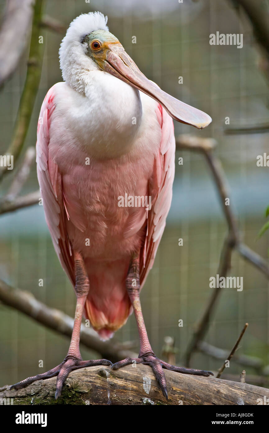 Rosige Löffler Stockfoto