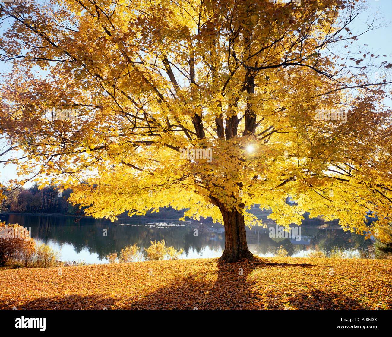 Großbaum Teich im Herbst Laub in Vermont USA Stockfoto