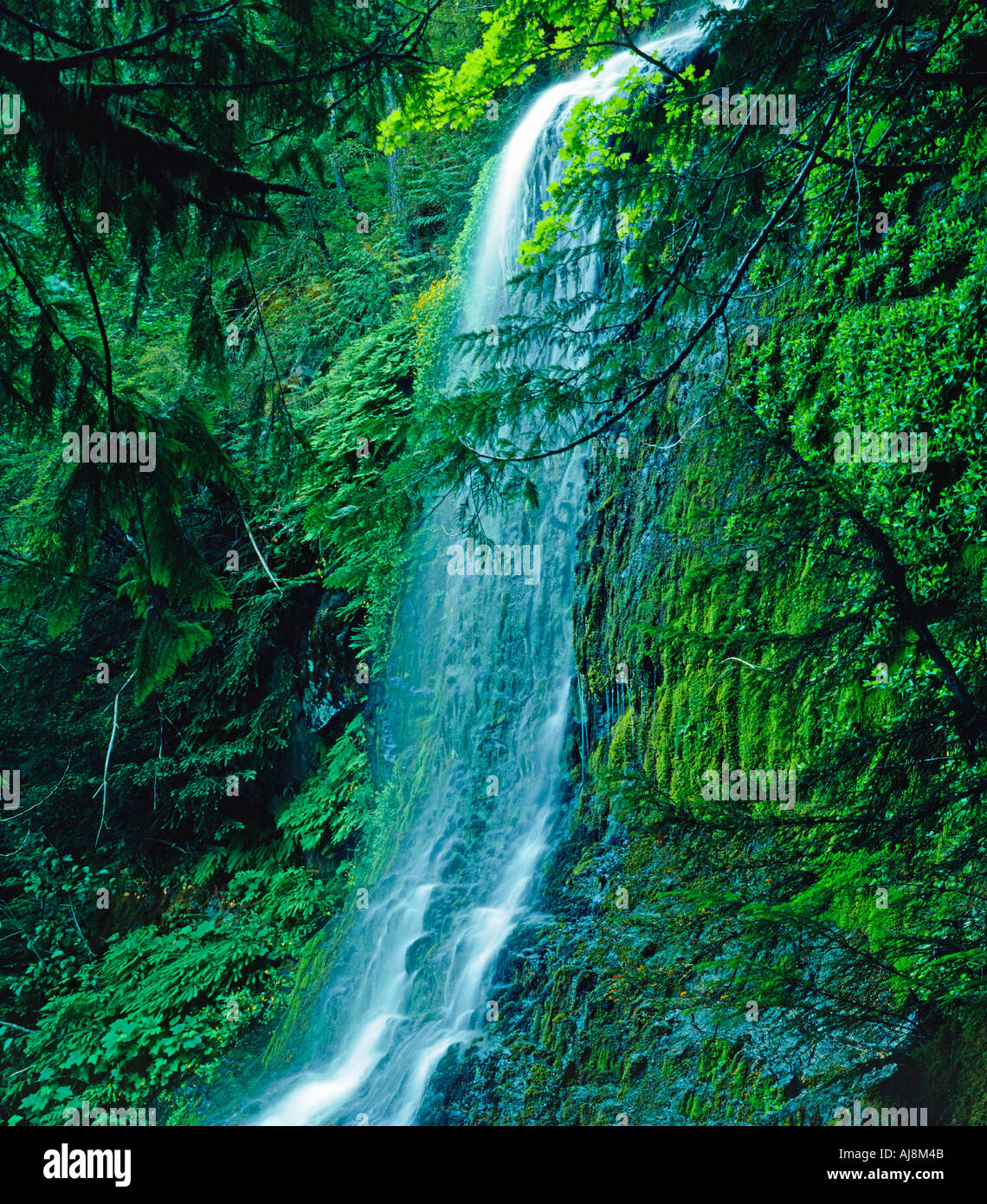 Washington USA Falls Creek Wasserfall Mt Rainier National Park Washington State USA Stockfoto