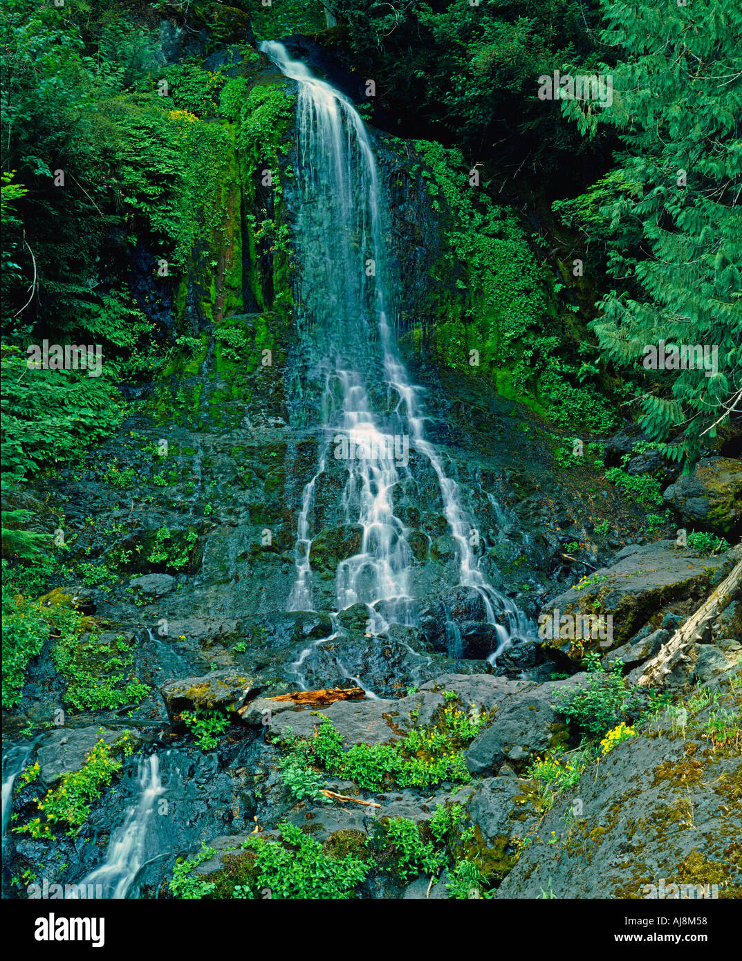 Washington USA Falls Creek Wasserfall Mt Rainier National Park Washington State USA Stockfoto