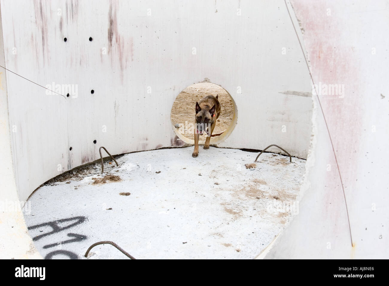 Hundetraining für Emergency Rescue Arbeit Stockfoto
