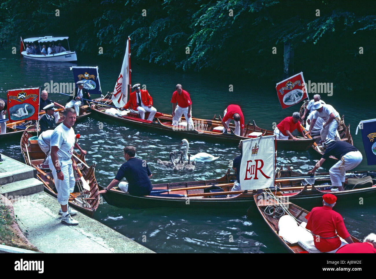 Swan Upping oder Kennzeichnung von Schwänen in Cookham Lock Berkshire Rundung Schwäne und Cygnets für sie markiert werden Stockfoto