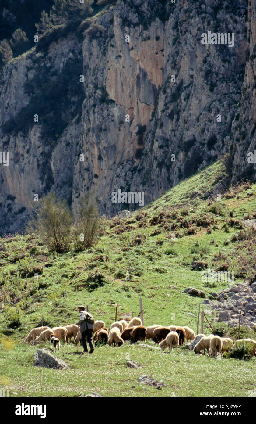 Ein Hirt und seine Herde in die Sierra de Grazalema Provinz Cadiz Südspanien Stockfoto