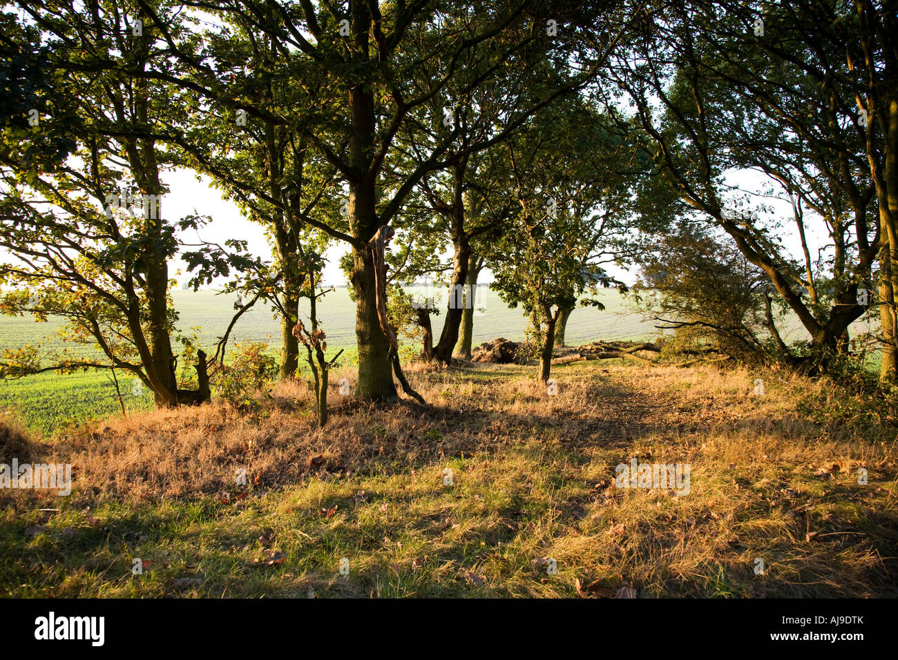 Herbst Wald Stockfoto