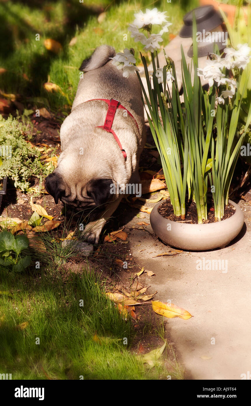 Mops Hund spielen mit einem Stein im Garten Stockfoto