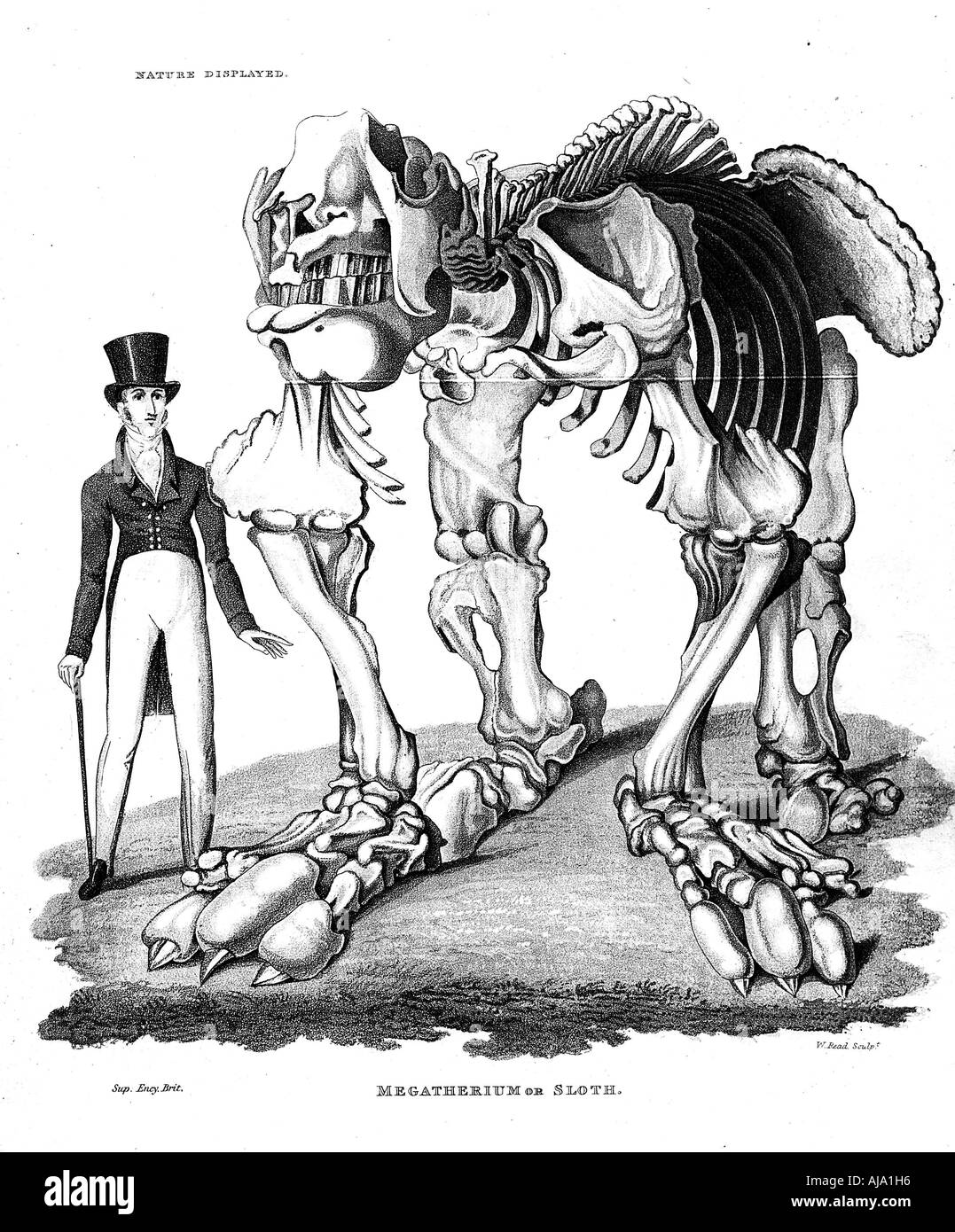 Skelett von Megatherium, erloschenen giant Ground Sloth, 1823. Artist: Unbekannt Stockfoto