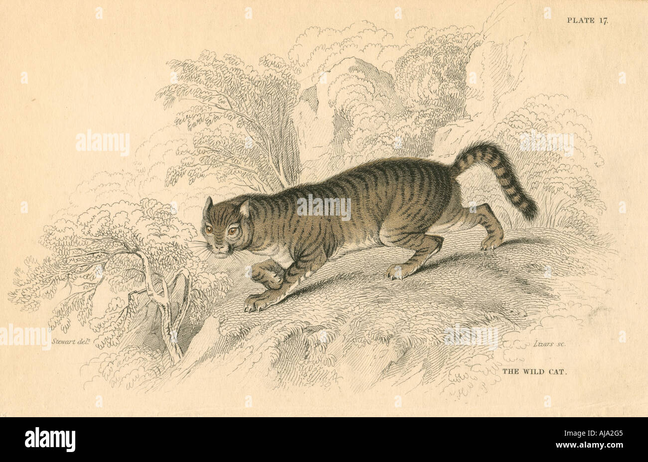 Die europäische Wildkatze (Felis silvestris), 1828. Artist: Unbekannt Stockfoto