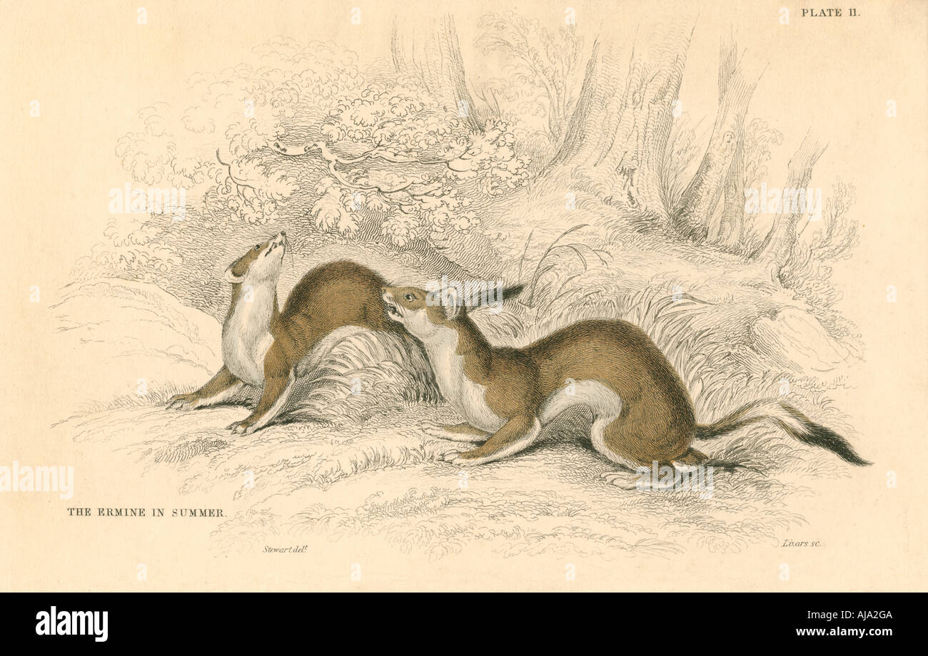 Hermelin (Mustela erminea), Mitglied der Weaselfamilie, 1828. Artist: Unbekannt Stockfoto